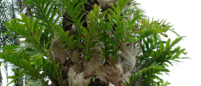 泰国栎叶槲蕨